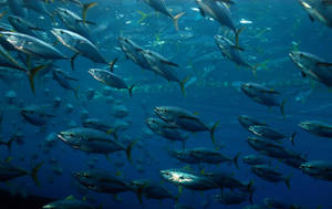 Tuna School Of Fish Wallpaper