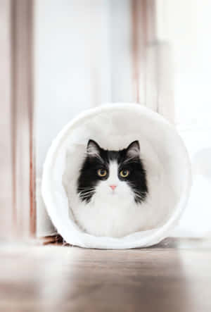 Tunnel Cute Cat Pfp Wallpaper