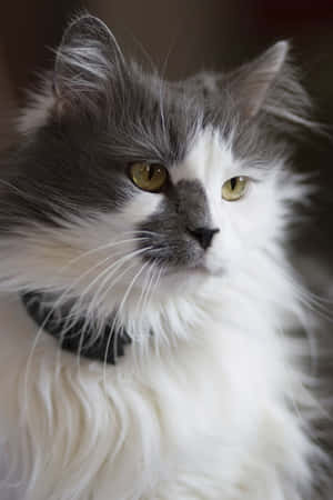 Turkish Angora Cat Relaxing On A Sofa Wallpaper