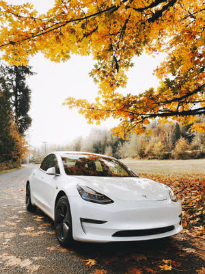 Turn Heads With The White Tesla Car This Autumn Wallpaper