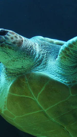 Turtle Side View Iphone Hd Wallpaper