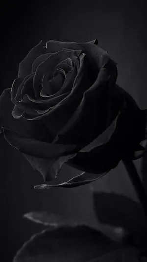Tuscany Superb Black Rose Iphone Wallpaper