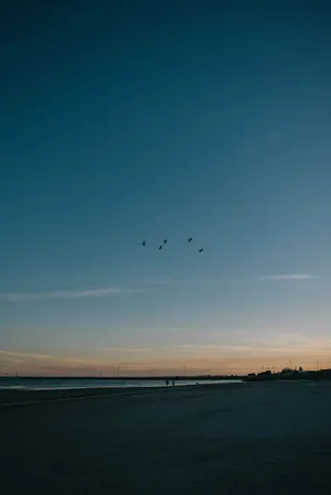 Twilight Beach Silhouetteswith Birds Wallpaper