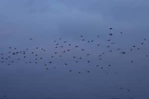 Twilight Bird Flock Sky Wallpaper