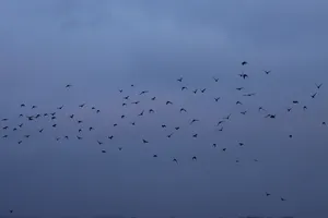 Twilight Bird Flock Sky Wallpaper