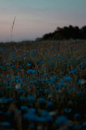 Twilight Blue Floral Field Wallpaper
