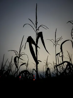 Twilight Cornfield Silhouette Wallpaper