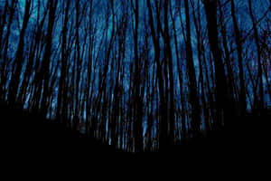 Twilight Silhouette Forest.jpg Wallpaper