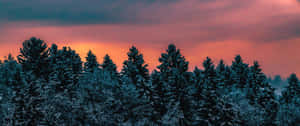 Twilight_ Snowy_ Forest_ Silhouette Wallpaper