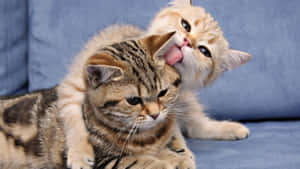 Twin Felines Bonding - Matching Cat Profile Pictures Wallpaper