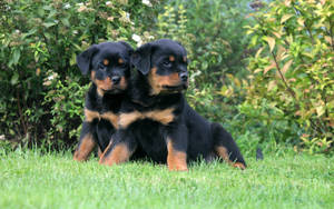 Twin Rottweiler Puppies Wallpaper