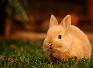 Two Adorable Bunny Rabbits Enjoying A Sunny Day Wallpaper