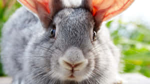 Two Adorable Bunny Rabbits Enjoying The Sunshine Wallpaper