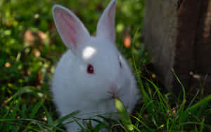 Two Adorable Bunny Rabbits Playing Happily In The Meadow Wallpaper