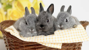 Two Adorable Gray Bunnies In A Woven Basket Wallpaper