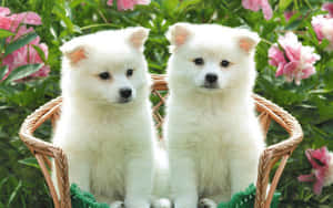 Two Adorable Little Puppies Snuggling Together. Wallpaper