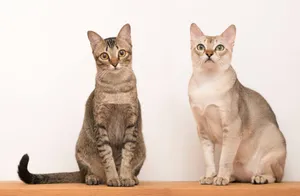 Two Adorable Singapura Cats Sitting Together Wallpaper
