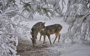 Two Baby Deer In The Snow Wallpaper