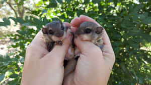 Two Baby Flying Squirrelsin Hands Wallpaper