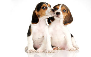 Two Beagle Puppies Wallpaper