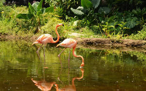 Two Beautiful Flamingos In A Stunning Marsh Wallpaper