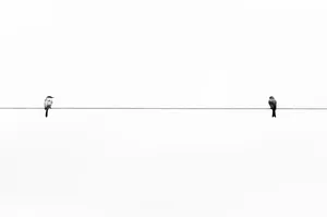 Two Birds One Wire Minimalism.jpg Wallpaper