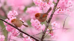 Two Birds Sitting On A Branch With Pink Blossoms Wallpaper