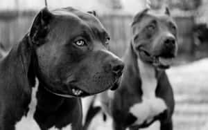 Two Black And White Dogs Standing In A Yard Wallpaper