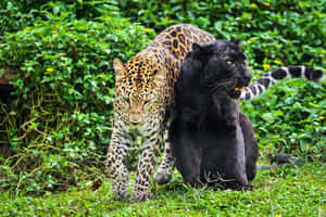 Two Black And White Leopards Are Fighting In The Jungle Wallpaper