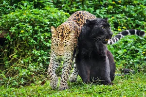Two Black And White Leopards Are Fighting In The Jungle Wallpaper