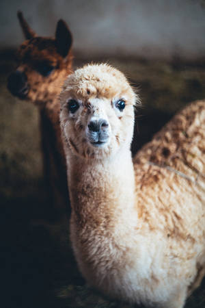 Two Cool Alpacas Wallpaper