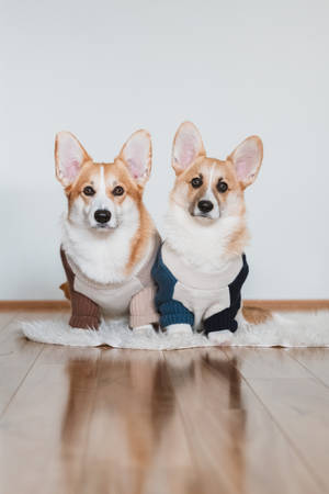 Two Corgis On Wood Floor Wallpaper