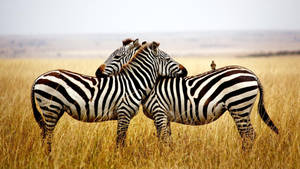 Two Cuddling Zebra Wallpaper