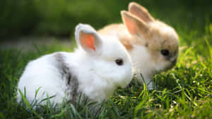 Two Cuddly And Playful Fluffy Bunnies Enjoying Their Time Together. Wallpaper