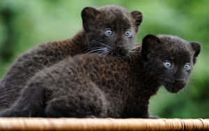 Two Cute Black Panther Wallpaper