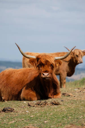 Two Cute Cows On Grass Wallpaper