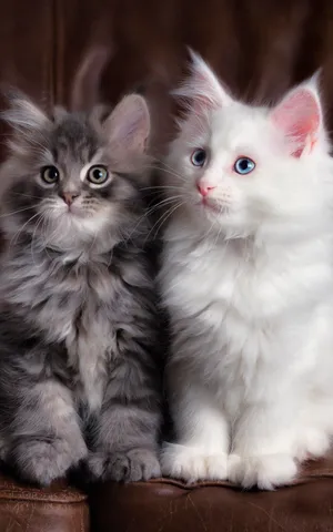 Two Cute Kitties On Couch Wallpaper