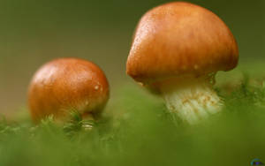 Two Cute Mushrooms Growing Wallpaper