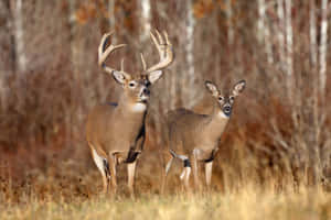 Two Deer Standing In A Field With Trees Wallpaper