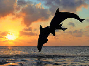 Two Dolphins Jumping Out Of The Water At Sunset Wallpaper