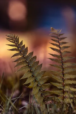 Two Ferns In Northern Ireland Wallpaper