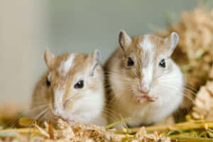 Two Gerbils Together.jpg Wallpaper