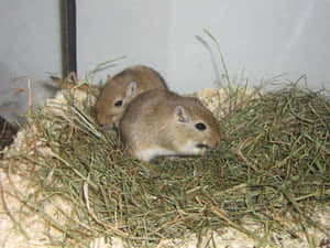 Two Gerbilsin Hay Nest.jpg Wallpaper