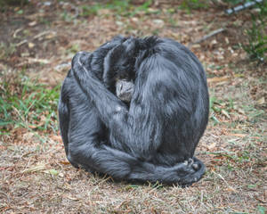 Two Gibbons Hugging Wallpaper