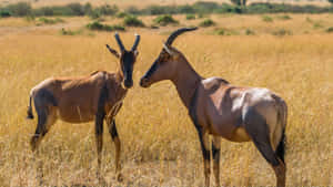 Two Hartebeestsin Savannah Grassland Wallpaper