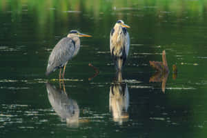 Two Herons Standing Water Reflection Wallpaper