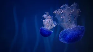 Two Jellyfish Swimming In The Ocean Wallpaper