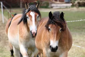 Two Lovely Brown Horses Out For A Morning Ride Wallpaper