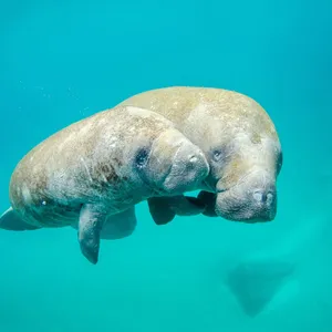 Two Manatees Swimming Together Wallpaper