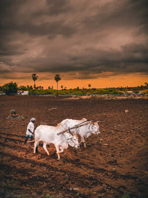 Two Oxen Plowing A Field Wallpaper